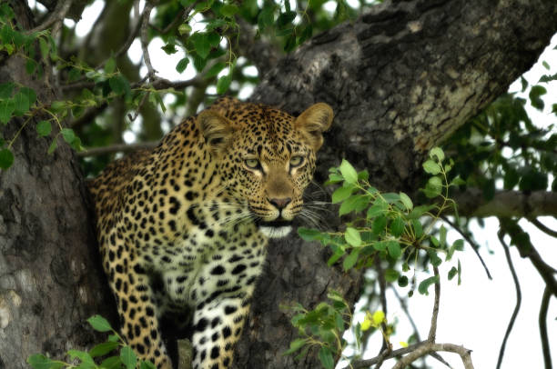 istock Close up of leopard in a tree 1050007004