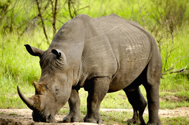 istock Rhino in Africa 1050007076