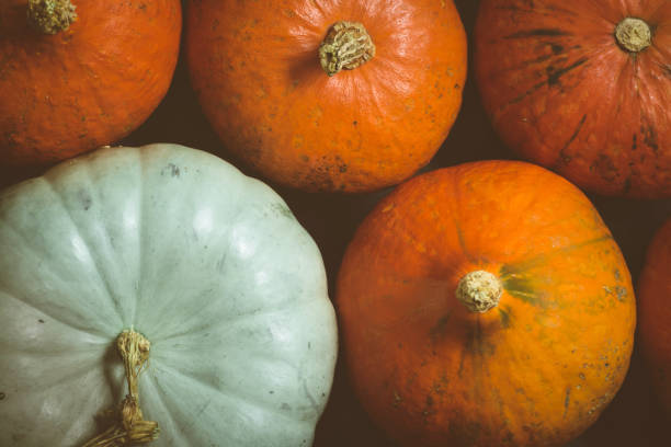 istock Harvested pumpkins in a pile 1050007122
