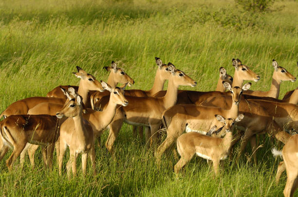 istock Impalas in the African bush 1050007124