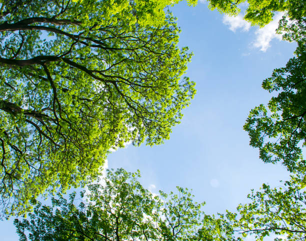 istock Treetops framing the sunny blue sky 1050010000
