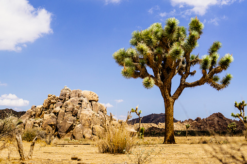 Picture of a yucca tree in Joshua Tree National Park