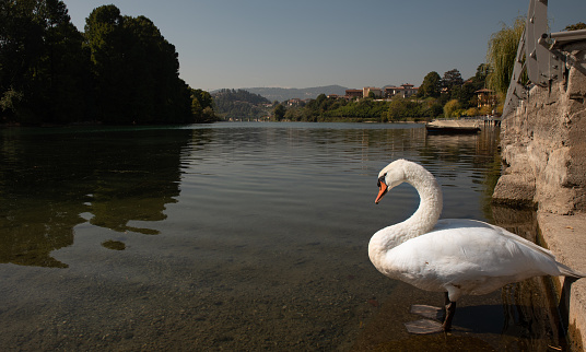White swan on the shore of a lake under a blue sky, horizontal image