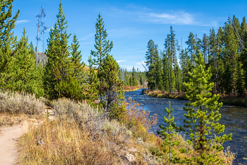 Lodgepole pines and sagebrush line the banks of the Gardner River in Yellowstone National Park