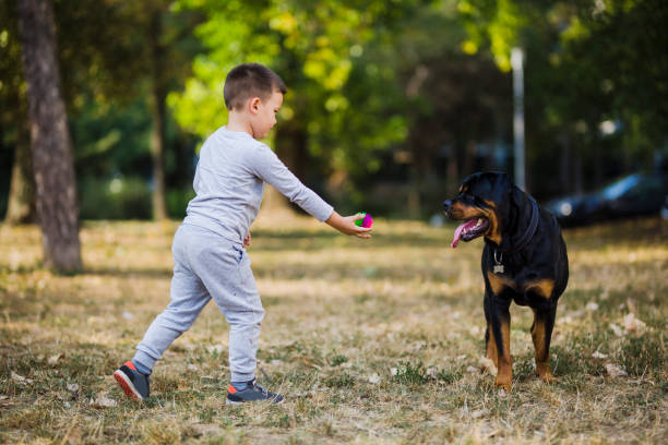 istock Boy giving a ball to his dog 1050021590