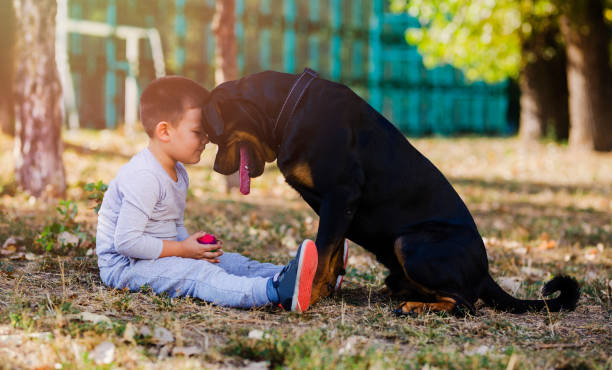 маленький мальчик с большой собакой - животное поведение стоковые фото и изображения