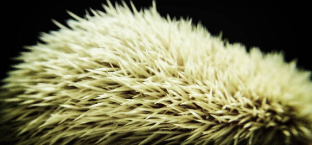 istock Spines of a hedgehog 1050023914
