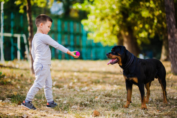 istock Boy gives a ball to his dog 1050024152
