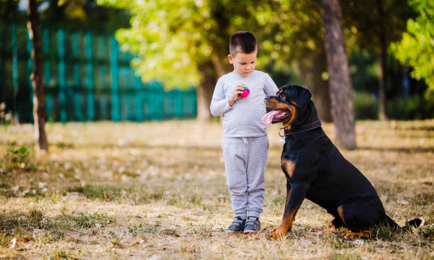 istock Boy giving a ball to dog 1050027162