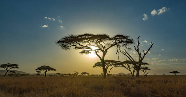 istock Sunset in the Serengeti 1050029398