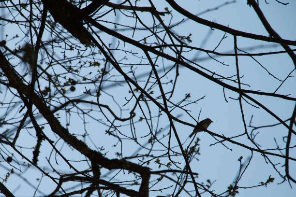istock Bird in branch 1050029750
