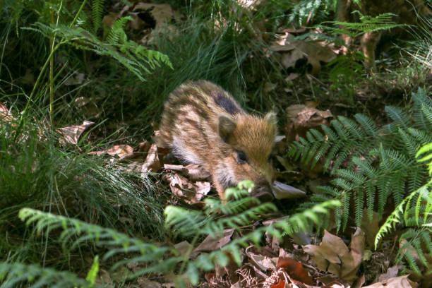 istock Baby wild boar piglet in the wild 1050030458