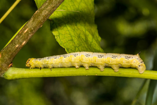 Catalpa Sphinx Caterpillar