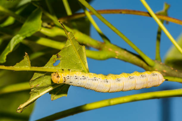 istock Catalpa Sphinx Caterpillar 1050031876