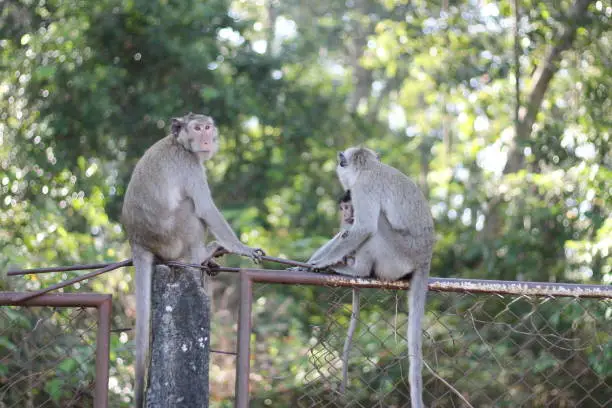 Pure love between mom and baby,Monkey mom and monkey baby.