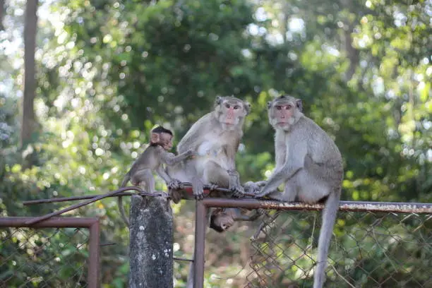 Pure love between mom and baby,Monkey mom and monkey baby.