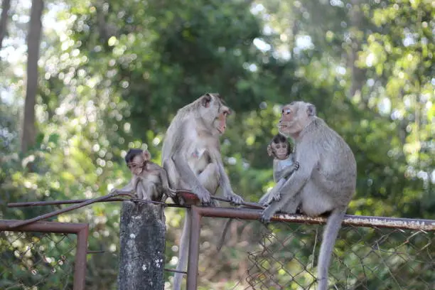 Pure love between mom and baby,Monkey mom and monkey baby.