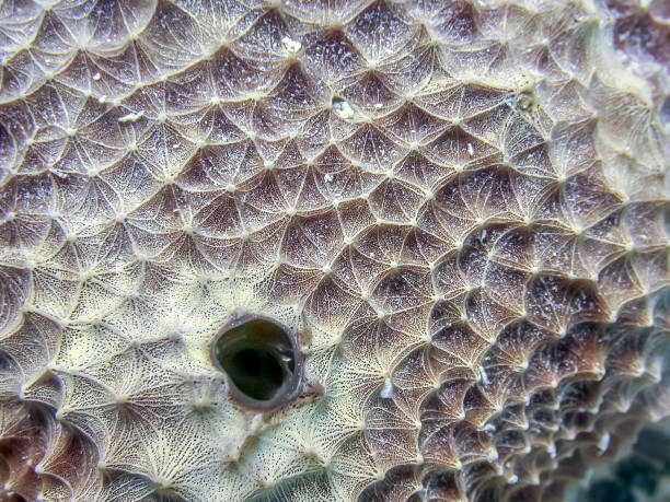 istock Caribbean coral reef Ircinia strobilina 1050032614
