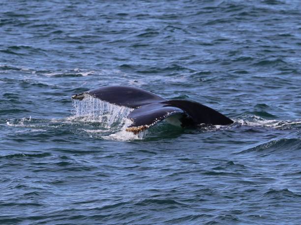 istock Humpback whale tail off the coast of Perth Western Australia 1050037502