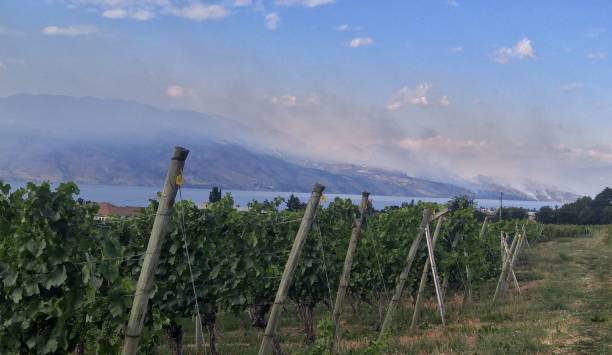 Vineyard with a Forest Fire in the Background
