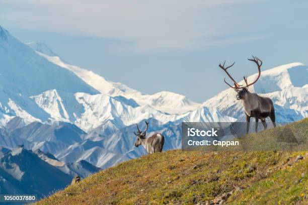 Majestueuze Caribou Stier Voor De Mount Denali Alaskal Stockfoto en meer beelden van Alaska - Verenigde Staten