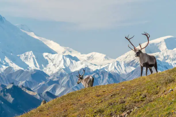 Photo of Majestic caribou bull in front of the mount Denali, ( mount Mckinley), Alaskal