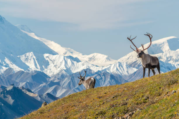 majestic caribou bull in front of the mount denali, ( mount mckinley), alaskal - reindeer imagens e fotografias de stock