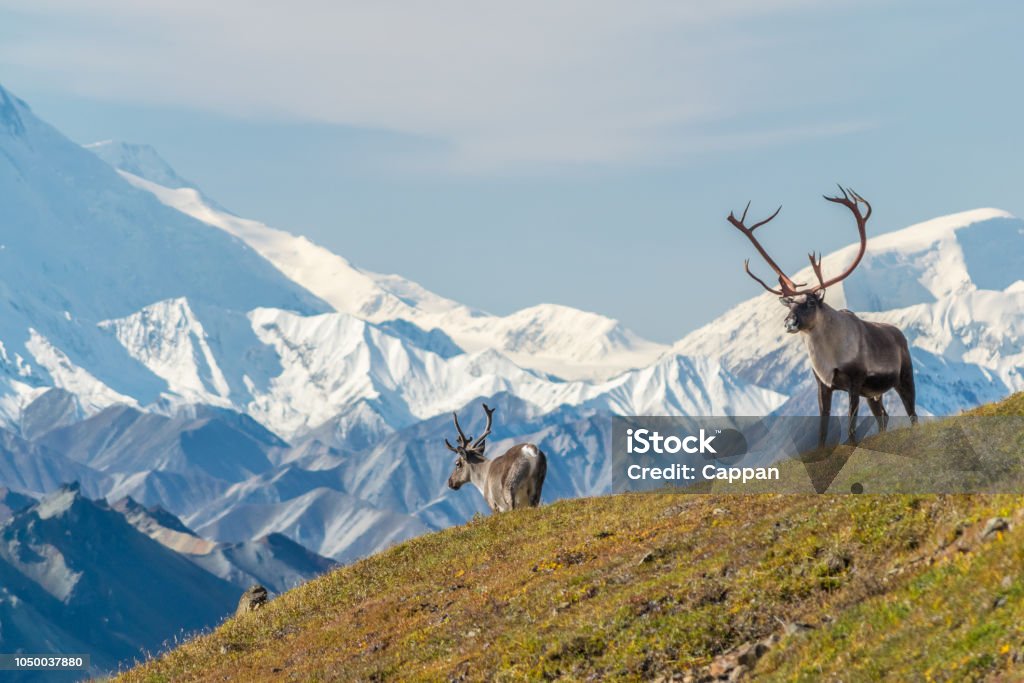 Majestätiska caribou bull framför den mount Denali, (mount Mckinley), Alaskal - Royaltyfri Alaska - Amerikansk delstat Bildbanksbilder