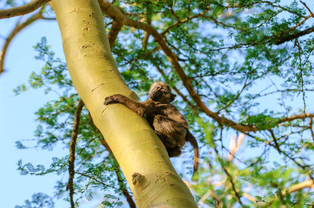 One wild baby baboon climbing up a low tree trunk.Taken near Lake Nakuru, Kenya, Africa.