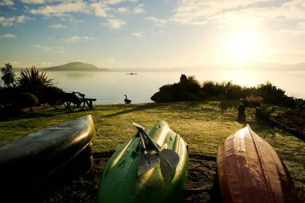 Sunset on Lake Rotorua with a black swan and a kayaker.