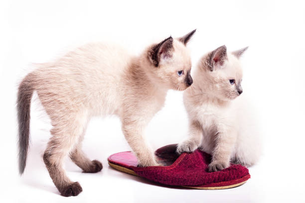 Two kittens of color point play with slippers. A close up, selective focus, kittens on a white background