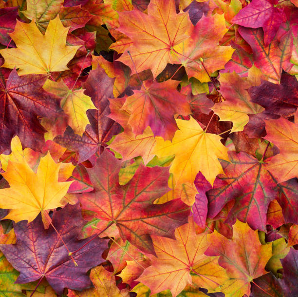 istock Autumn. Multicolored maple leaves lie on the grass. 1050050394