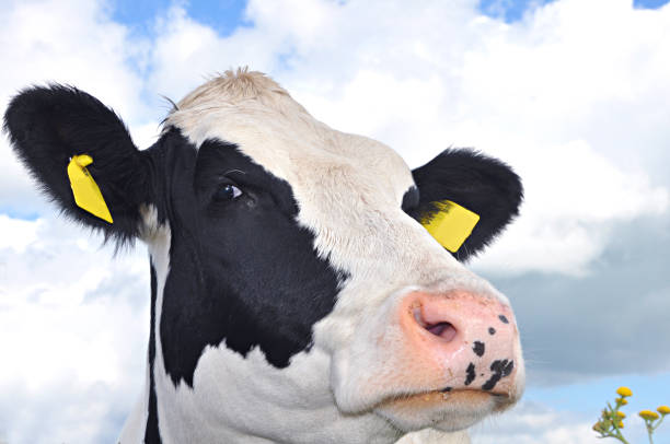 retrato de vaca bajo el cielo azul, - guernsey cattle fotografías e imágenes de stock