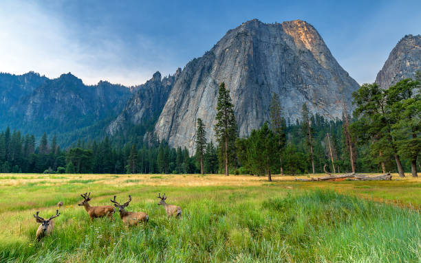 home sweet home - yosemite valley stock-fotos und bilder