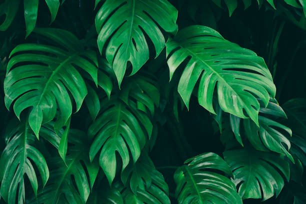 istock tropical leaves, green nature background 1050063542