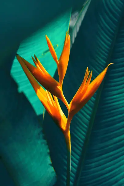 Photo of tropical exotic flower blooming on dark background