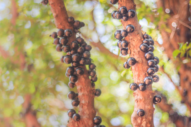 istock Tree with ripe organic jabuticabas, fruit typical of Brazil. 1050066468