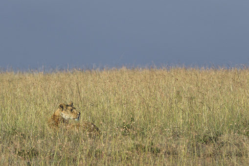 The cheetah (Acinonyx jubatus) is a large-sized feline (family Felidae, subfamily Felinae) inhabiting most of Africa and parts of the Middle East. It is the only extant member of the genus Acinonyx. The cheetah can run faster than any other land animal. Masai Mara National Reserve, Kenya.