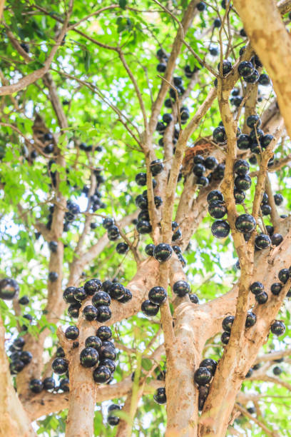 istock Tree with ripe organic jabuticabas, fruit typical of Brazil. 1050069900