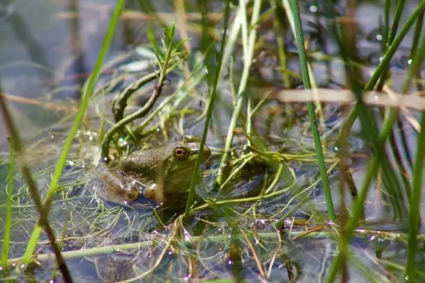 A bullfrog hides in some tall grass in North Conway, New Hampshire