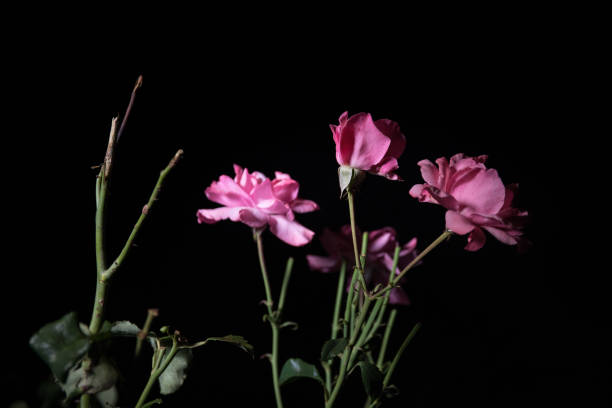 par de rosas aisladas sobre fondo negro - velvet rose flower thorn fotografías e imágenes de stock