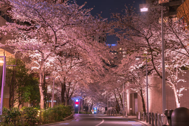 kwitnąca wiśnia w roppongi sakurazaka, tokio, japonia. - roppongi zdjęcia i obrazy z banku zdjęć