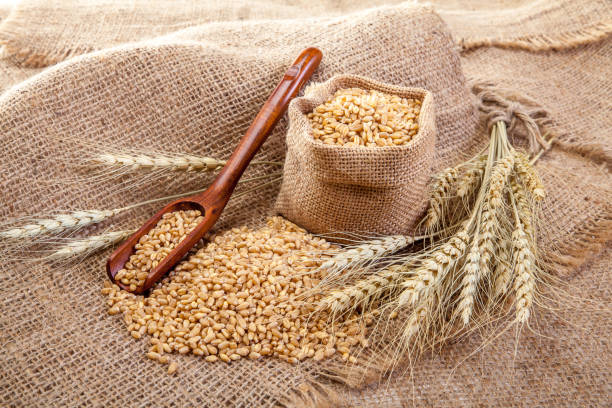 istock Wheat in sackcloth bags 1050077902
