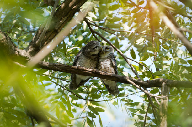 istock Spotted Owlet kissing 1050078024