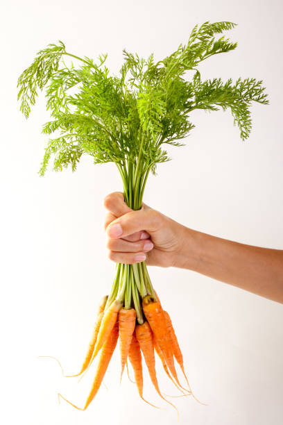 istock Fresh carrots isolated on white background. 1050078284