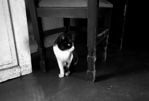 Beautiful black and white tuxedo cat inside a house below a chair. Black and white photography.