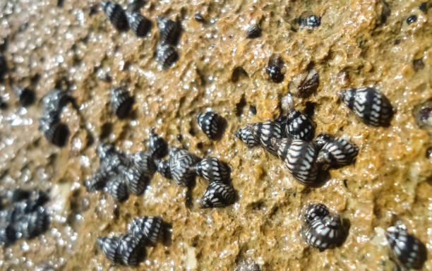 istock White and black shells over a wet brown rock at the beach 1050080588