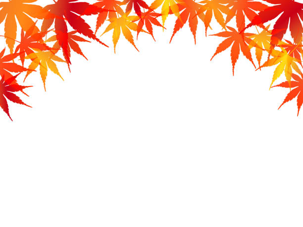 autumn leaves autumn leaves Japanese Maple stock illustrations