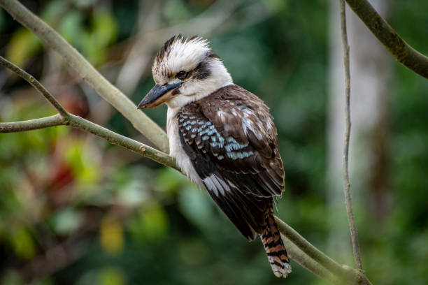 istock Kookaburra. Iconic Australian native bird. 1050096648