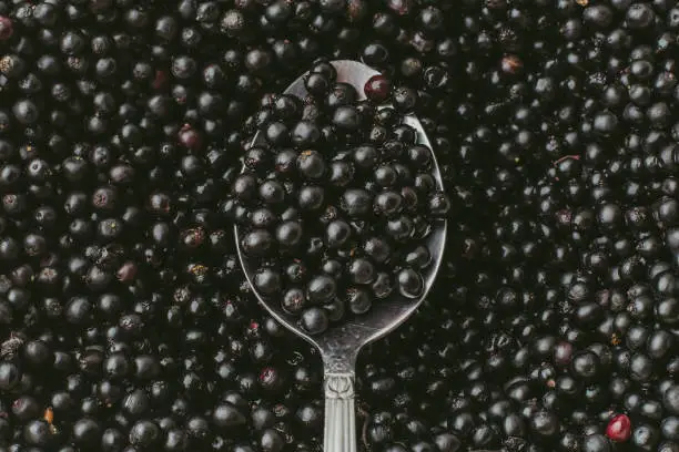 Top view of Elderberry or Sambucus Nigra in spoon on background of many row organic dark berries, close up